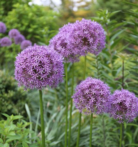 Allium: A Complete Guide to Growing from Seed - My Heart Lives Here