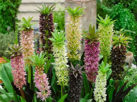 How to Grow and Care for Pineapple Lilies - World of Flowering Plants