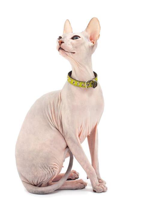 Don Sphynx stock photo. Image of isolated, hairless, elegant - 19192516