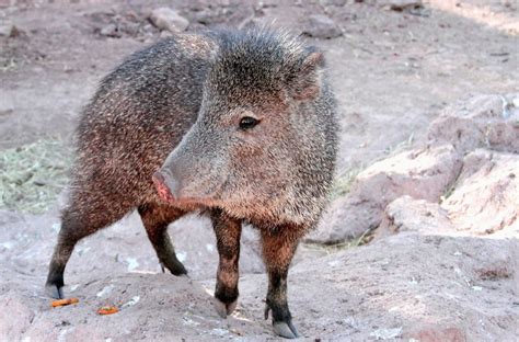 42 Interesting Facts about Javelina - World's Facts