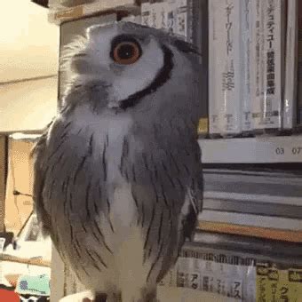 Funny Animals Owl GIF - FunnyAnimals Owl - Discover & Share GIFs