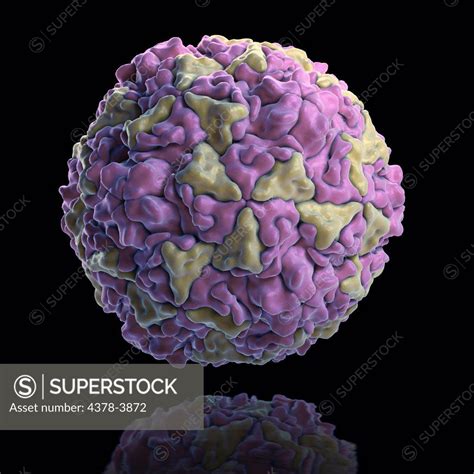 Structure of Human Rhinovirus (PDB 4RHV). Rhinoviruses are the most common viral infective ...