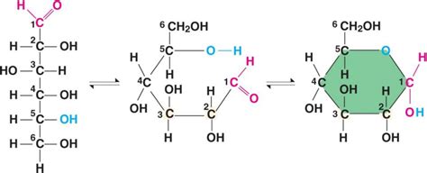 glucose.html 05_04aGlucoseLinearRing-L.jpg