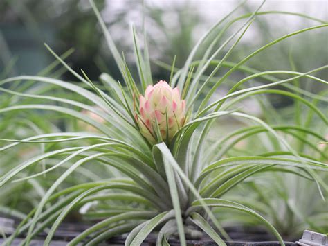 Top 10 Most Popular Air Plants | Air Plant Source - Air Plant Design Studio