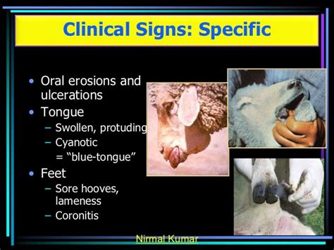 Blue tongue disease in sheep and goats