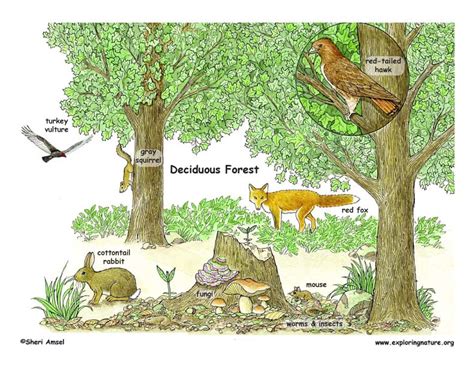 Deciduous Forests