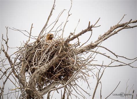 Nesting Red-tailed Hawk in the San Luis Valley, Colorado.