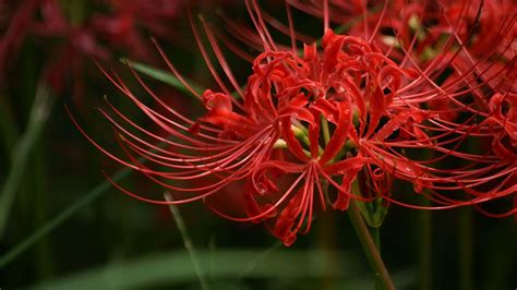 Lycoris Radiata Wallpapers - Wallpaper Cave