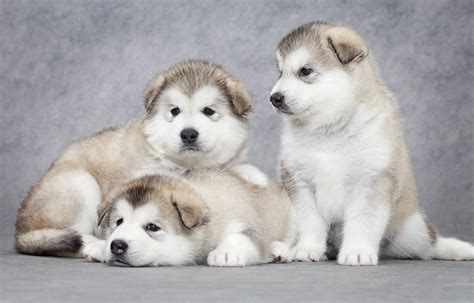 Giant Alaskan Malamute Puppies For Sale - Pudding to come