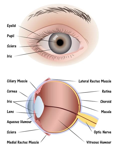 Anatomy of the Human Eye