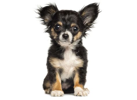 #1 | Chihuahua Puppies For Sale In California