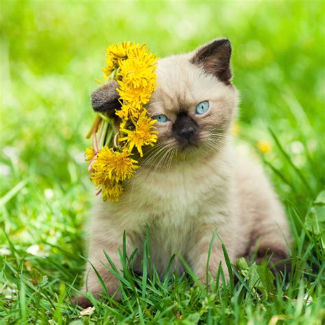 Cute Cat Pictures with Flowers – 1800Flowers Petal Talk