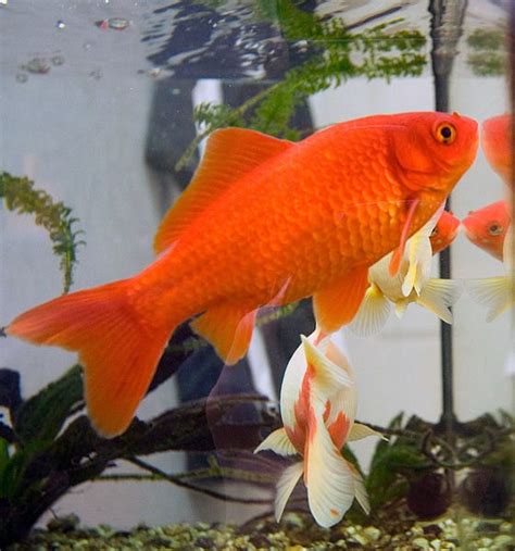 Goldfish - Top Tips Every Goldfish Owner Should Know About! | How to take care of goldfish