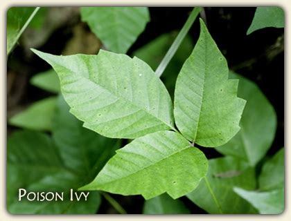 Learn the Poison Ivy Plant. Identify the facts here!