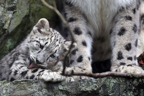 Two adorable snow leopard cubs make their debut at Stone Zoo