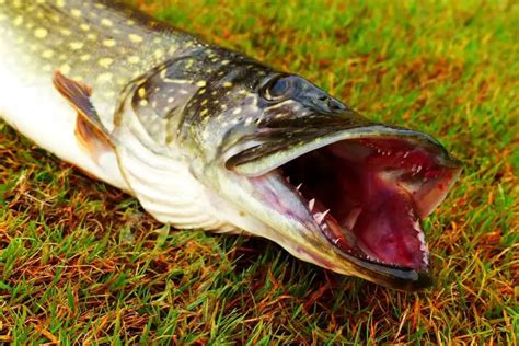 Northern Pike Teeth: All You Need to Know – Northern Pike Fishing Tips