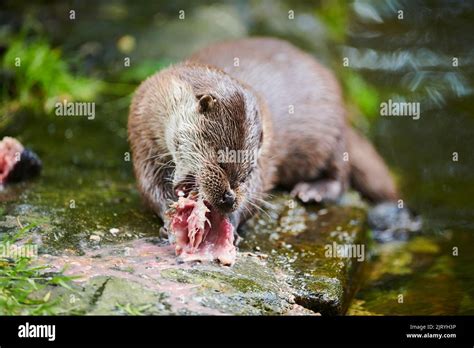 Eurasian otter (Lutra lutra), eating a fish, Bavaria, Germany Stock ...