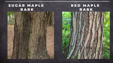 Maple Tree Identification – A Complete Guide – GrowIt BuildIT