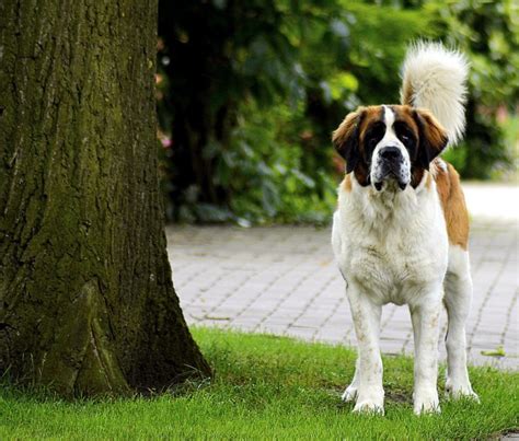 100+ St. Bernard Names: Ideas for Giant & Lovable Dogs | Hepper