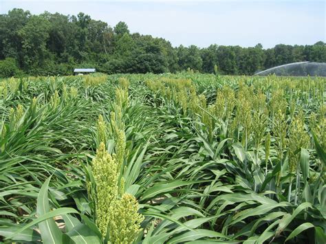 Grain sorghum growth stage update | Virginia Ag Pest and Crop Advisory