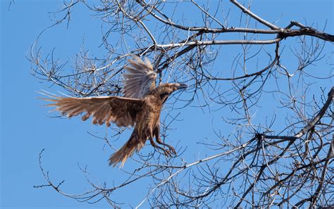 leucistic common raven | Backcountry Gallery Photography Forums