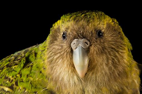 Kākāpō | RARE: Creatures of the Photo Ark | Official Site | PBS