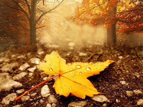 Fall Season Backgrounds (65+ images)