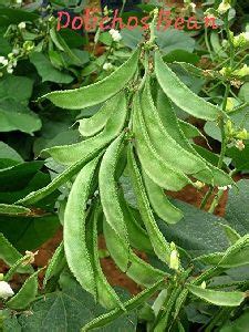 Dolichos Biflorus Seeds at Best Price in Dehradun - ID: 6089278 | Horticultural Impex