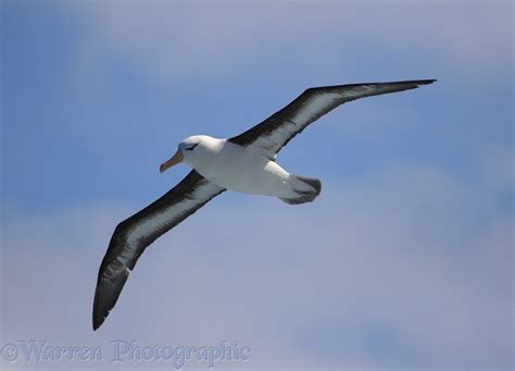 Black-browed Albatross photo WP14322