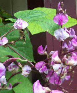 Dolichos biflorus Pea Vine 25 seeds | Seeds, Vines, Climbing vines