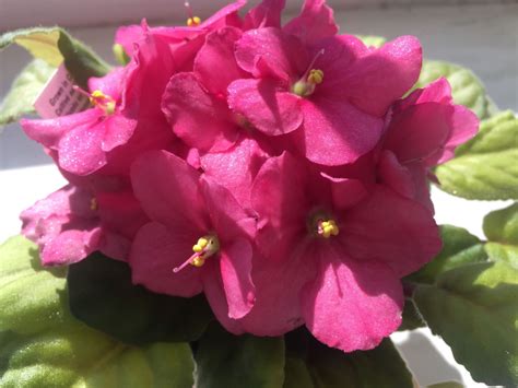 6 Steps to Keep African Violets Blooming | Espoma Organic