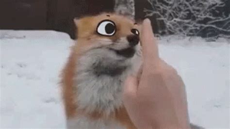 Nose Tap Fox GIF - NoseTap Fox Cute - Discover & Share GIFs