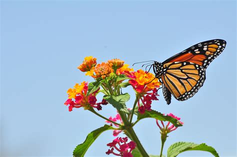 File:Monarch Butterfly - Danaus plexippus (5890526585).jpg - Wikimedia Commons