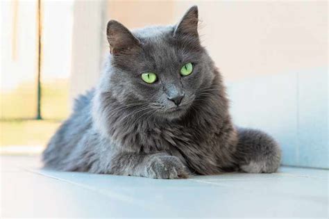 Nebelung Cats: The New Breed Of Hypoallergenic Cats – CatsInfo