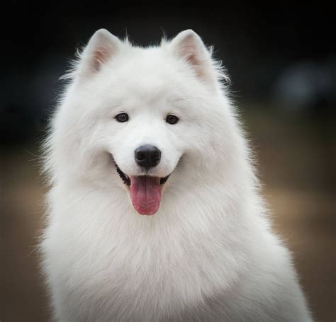 samoyed | Samoyed dogs, Samoyed, Samoyed puppy