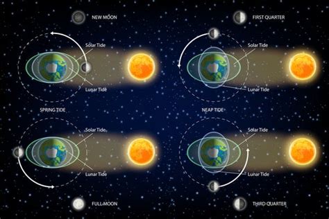 Mengapa Gravitasi Bulan Tidak Mempengaruhi Air di Gelas? - Info Astronomy