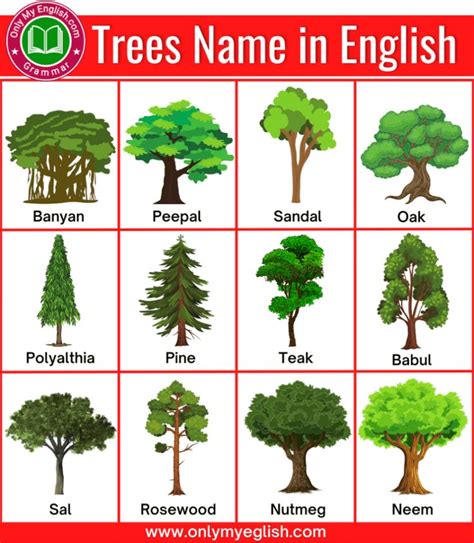 Different Types Of Trees And Their Names