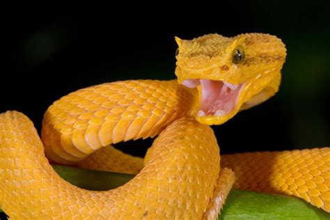 Eyelash Viper Facts and Pictures | Reptile Fact