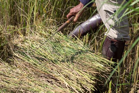 Rice harvest stock image. Image of growth, asian, agriculture - 61206063