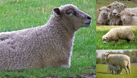 18 Best Wool Producing Sheep Breeds