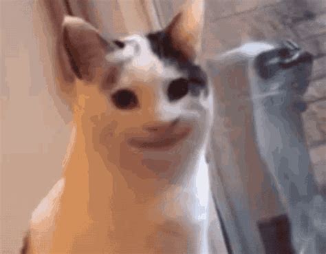 Cat Smile GIFs | Tenor