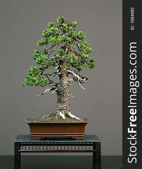 Norway Spruce Bonsai