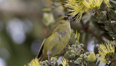 Great news for Hawaii bird watching | Hawaii Aloha Travel