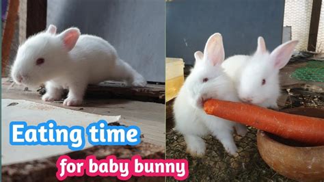 Adorable Baby Bunny eatting carrots🥕🪹 - YouTube