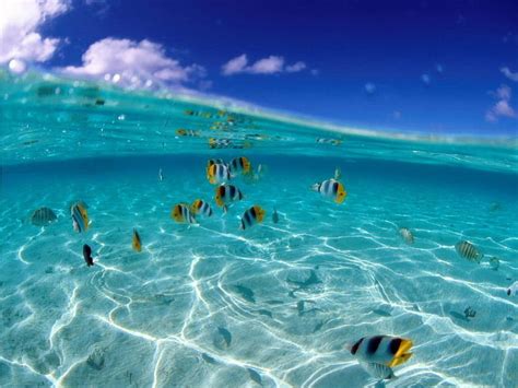 Ocean Animals [] HD wallpaper | Pxfuel