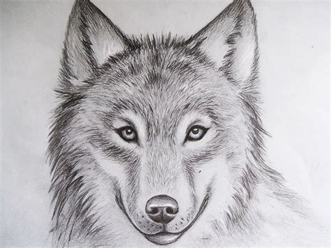 Wolf Drawing by iMikeOakheart on DeviantArt