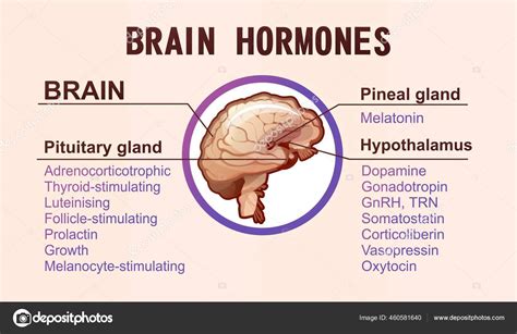 Human brain hormones information poster Stock Vector by ©marrishuannna 460581640