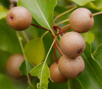 Tree Identification: Pyrus calleryana - Ornamental Pear