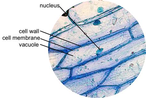 Human Epidermal Cells Diagram