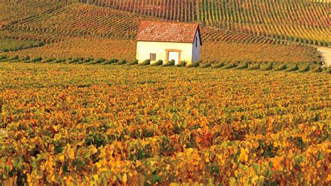 Burgundy and Champagne Vineyards Are Officially Cultural Treasures